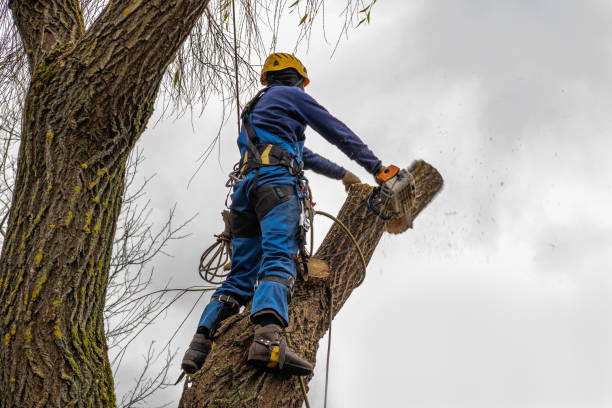 Emergency Storm Tree Removal in Ladd, IL